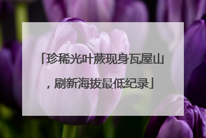 珍稀光叶蕨现身瓦屋山，刷新海拔最低纪录