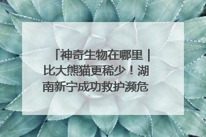 神奇生物在哪里｜比大熊猫更稀少！湖南新宁成功救护濒危鸟类海南鳽