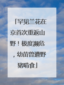 罕见兰花在京首次重返山野！极度濒危，幼苗曾遭野猪啃食