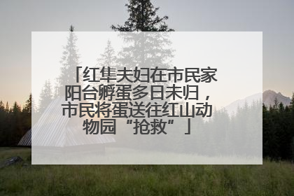 红隼夫妇在市民家阳台孵蛋多日未归，市民将蛋送往红山动物园“抢救”