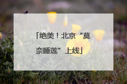 绝美！北京“莫奈睡莲”上线