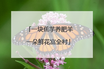 一块蕉芋养肥羊 一朵鲜花富全村