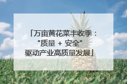 万亩黄花菜丰收季：“质量 + 安全” 驱动产业高质量发展