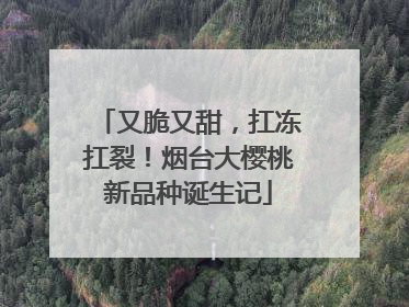 又脆又甜，扛冻扛裂！烟台大樱桃新品种诞生记