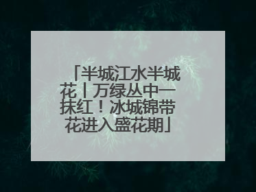 半城江水半城花丨万绿丛中一抹红！冰城锦带花进入盛花期