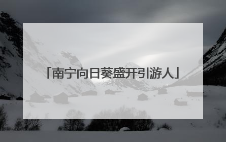 南宁向日葵盛开引游人