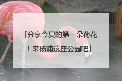 分享今夏的第一朵荷花！来杨浦这座公园吧