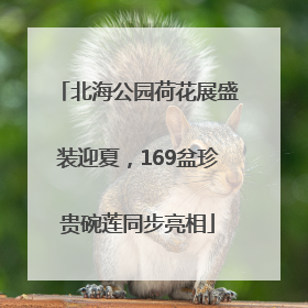 北海公园荷花展盛装迎夏，169盆珍贵碗莲同步亮相