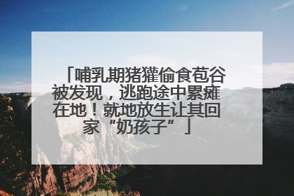哺乳期猪獾偷食苞谷被发现，逃跑途中累瘫在地！就地放生让其回家“奶孩子”