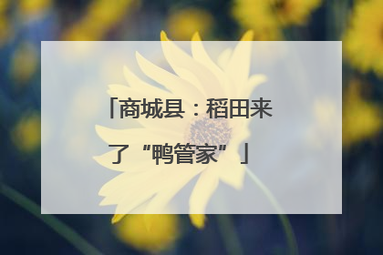 商城县：稻田来了“鸭管家”