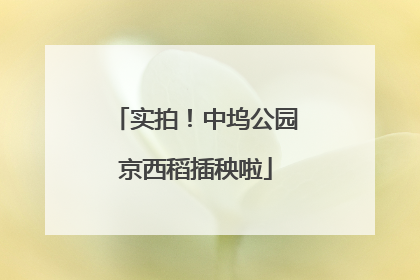 实拍！中坞公园京西稻插秧啦