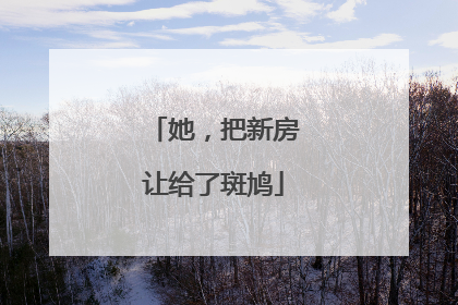 她，把新房让给了斑鸠