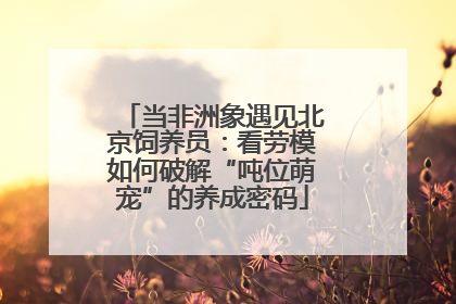 当非洲象遇见北京饲养员：看劳模如何破解“吨位萌宠”的养成密码