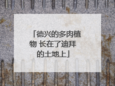 德兴的多肉植物 长在了迪拜的土地上