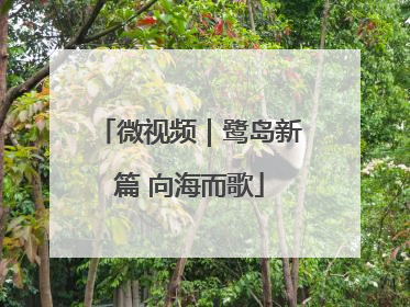 微视频｜鹭岛新篇 向海而歌