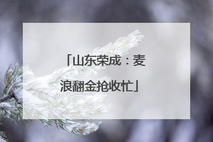 山东荣成：麦浪翻金抢收忙