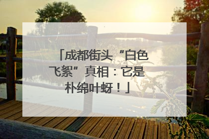 成都街头“白色飞絮”真相：它是朴绵叶蚜！