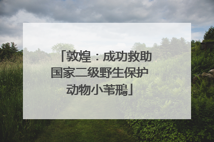 敦煌：成功救助国家二级野生保护动物小苇鳽