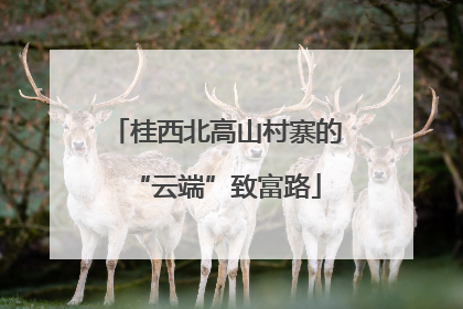 桂西北高山村寨的“云端”致富路