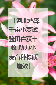 河北鸡泽千亩小麦试验田喜获丰收 助力小麦育种提质增效