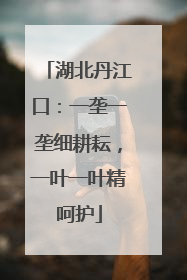 湖北丹江口：一垄一垄细耕耘，一叶一叶精呵护