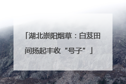 湖北崇阳烟草：白芨田间扬起丰收“号子”