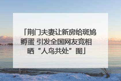 荆门夫妻让新房给斑鸠孵蛋 引发全国网友竞相晒“人鸟共处”图