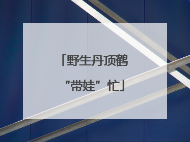 野生丹顶鹤“带娃”忙