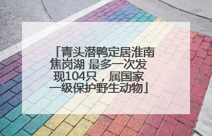 青头潜鸭定居淮南焦岗湖 最多一次发现104只，属国家一级保护野生动物