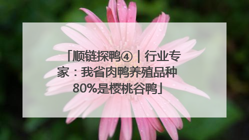 顺链探鸭④｜行业专家：我省肉鸭养殖品种80%是樱桃谷鸭